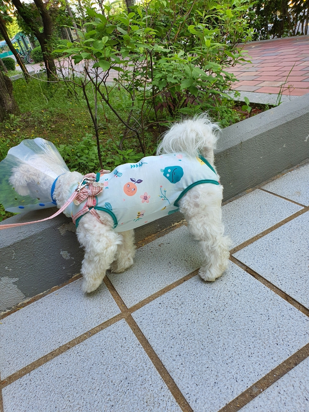 코코스튜디오 고양이 중성화복 환자복 수술복 리뷰후기