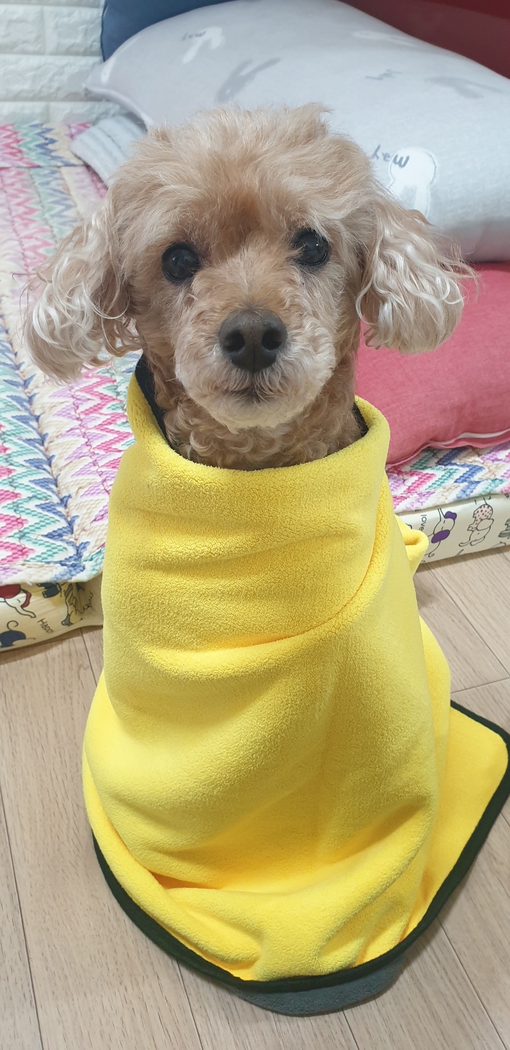 리스펫 강아지 펫타올
