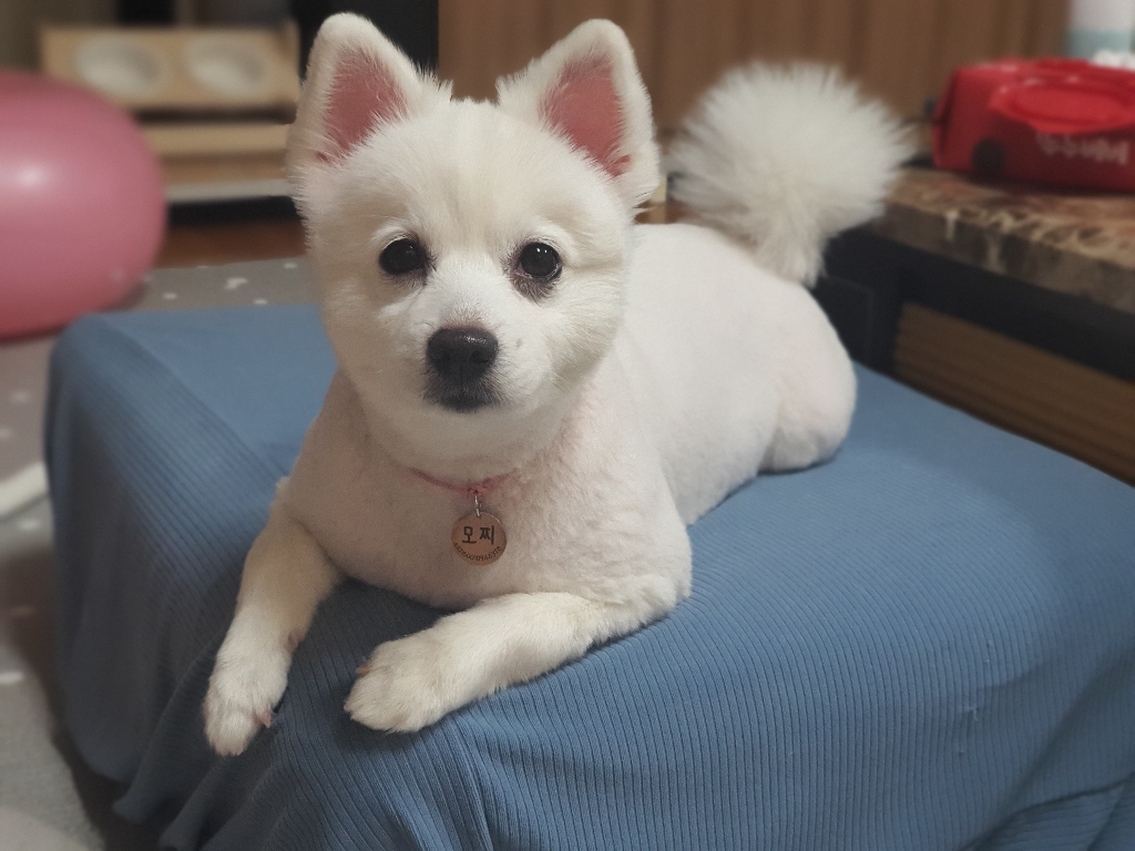 리빙모어 포시즌 플러스 나노 스툴커버