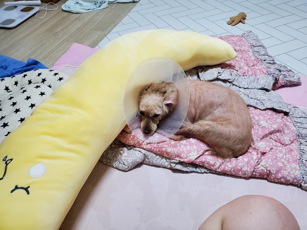 쉬즈홈 바나 모찌 바디필로우