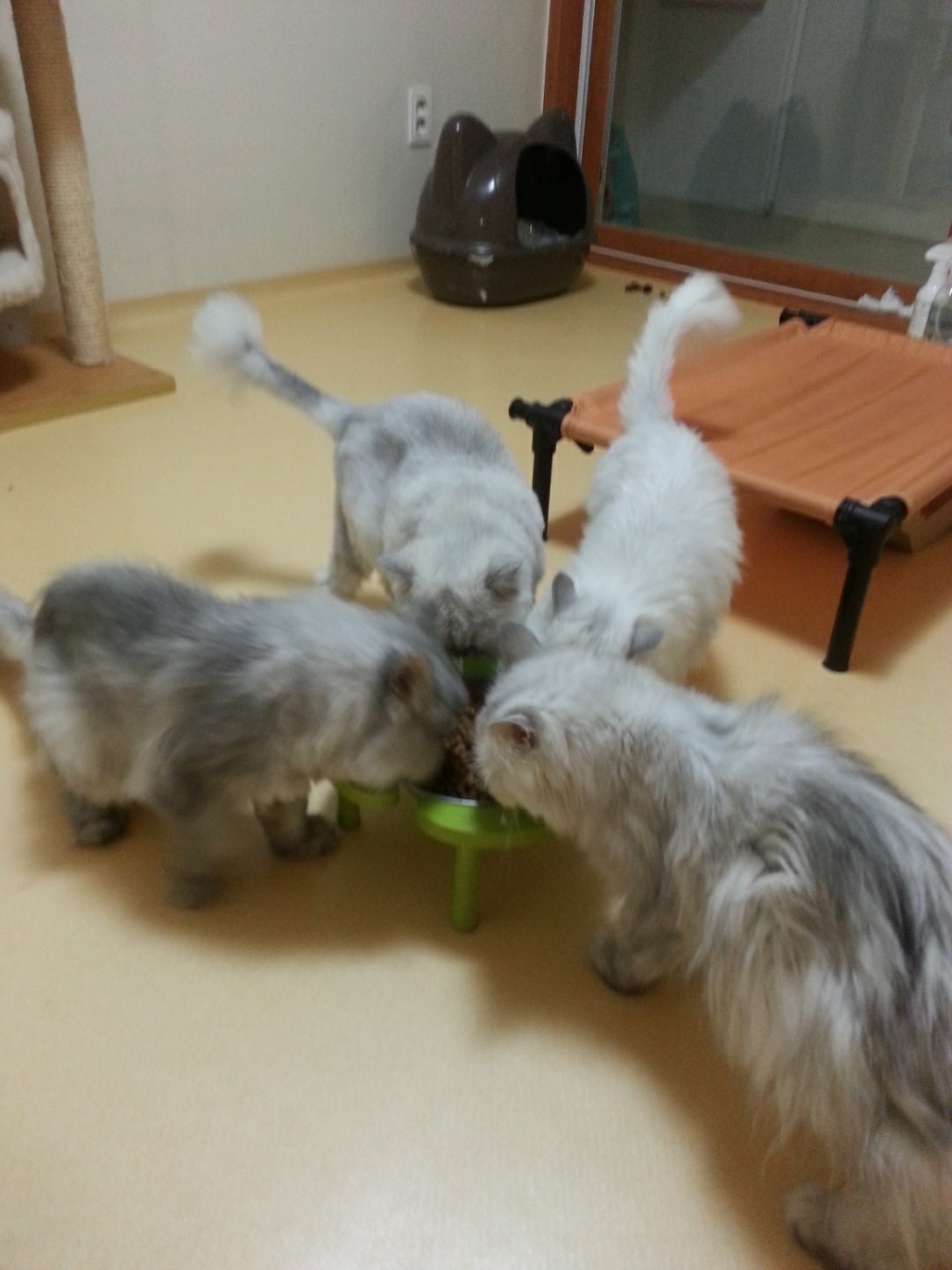 퍼스트초이스 어덜트용 고양이 하이퍼알러지 건식사료