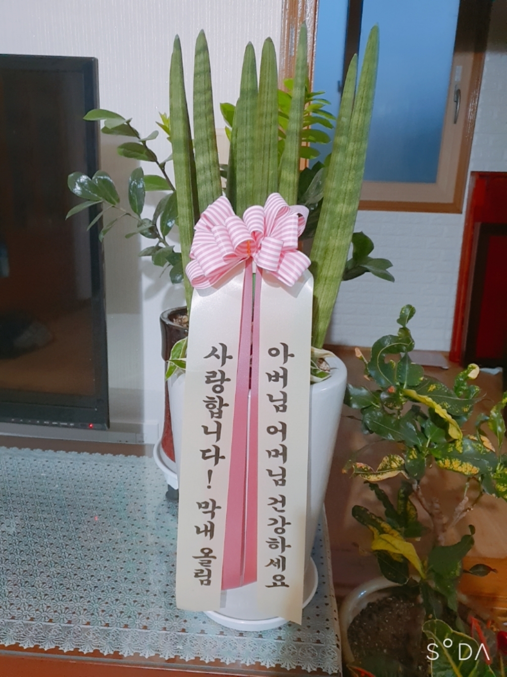 대박플라워 스투키 개업화분 집들이 인테리어 공기정화식물 관엽식물 꽃배달