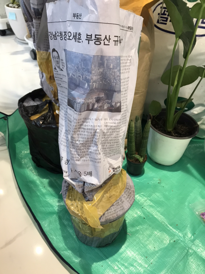 청년농부 몬스테리아 몬스테라 잘크는 식물 인테리어식물