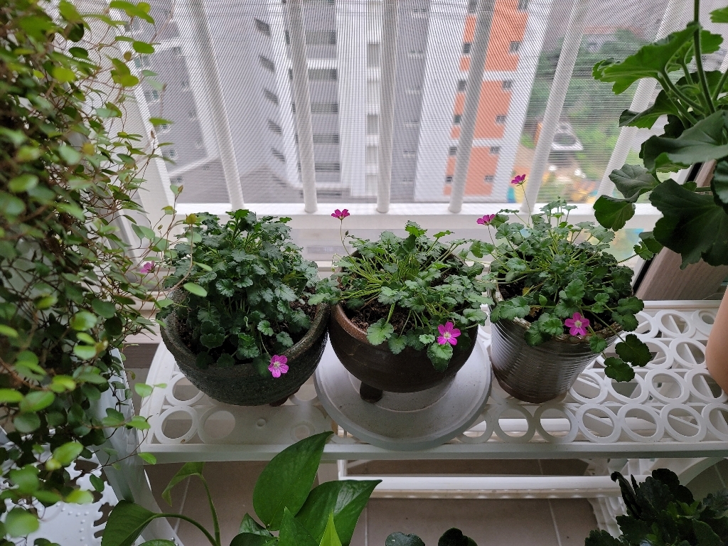 옹기화분 숨쉬는옹기 분갈이 화분 및 용품