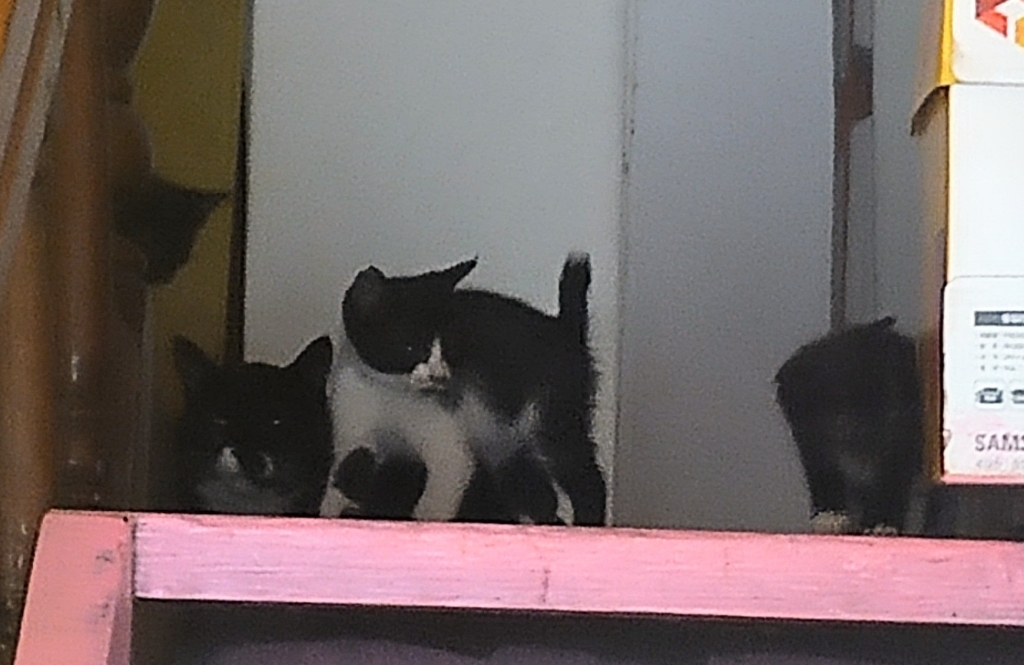 미아오 고양이 캔 콤보