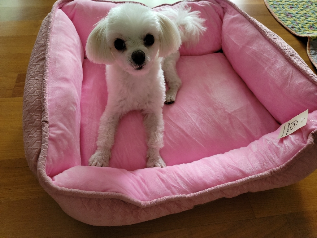 까사보니따 강아지 유럽풍 러블리캐슬 사각 쿠션