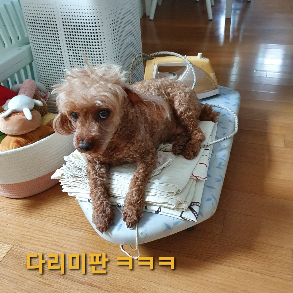 네츄럴프로 원목 하우스 해먹