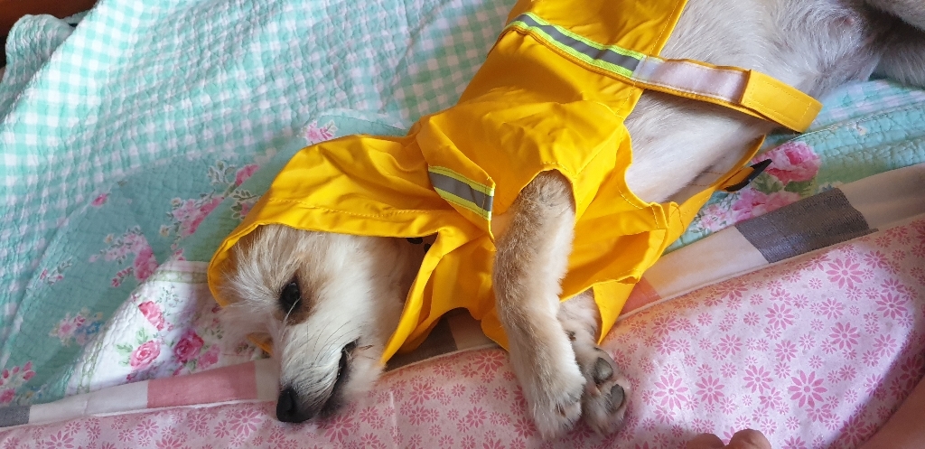 애구애구 강아지 우비 비옷 레인코트