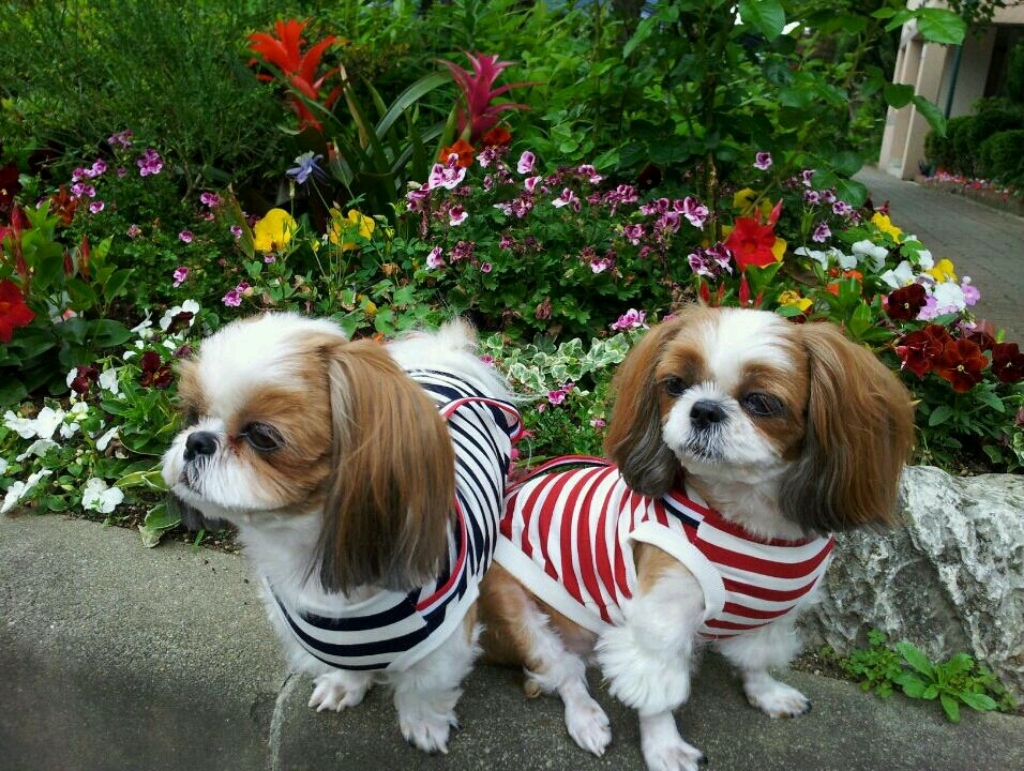 [] 원데이원테블렛 아이즈 강아지 고양이 애견 반려견 반려동물 영양제 눈물생성안정 백내장 눈물자국 녹내장 황반퇴화예방 리뷰후기
