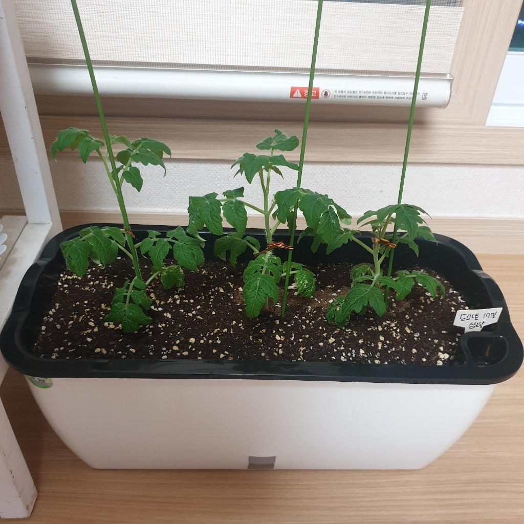 소소일상 자동급수 베란다 텃밭 화분 저면관수화분 식물키우기 채소화분 상추화분 리뷰후기