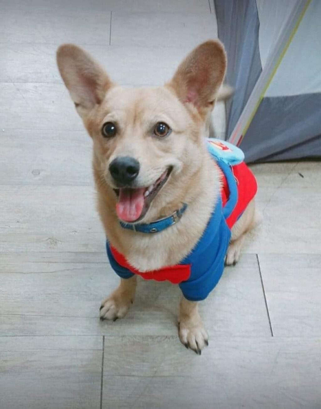 도그팜 애견용 투명깔대기 넥카라 목보대