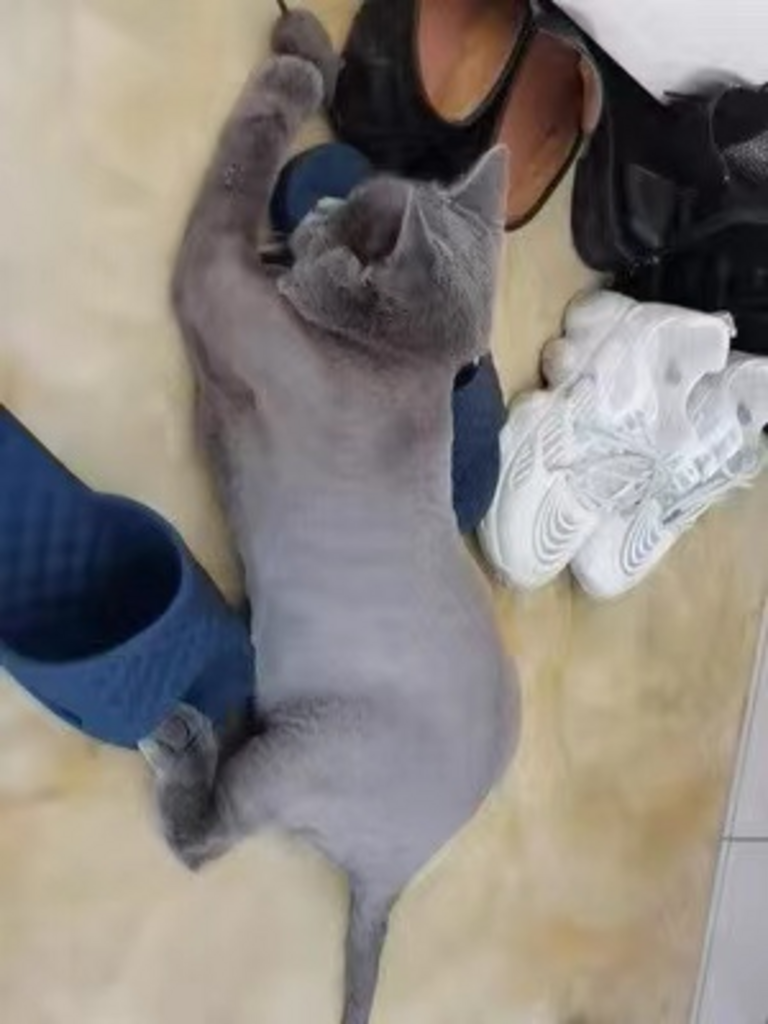 소확행홈 반려동물 겸용 이발기 무소음 미용기 바리깡 D1