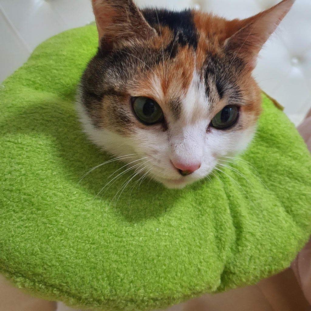 이즈칸 캣 그레인프리 중성화체중관리