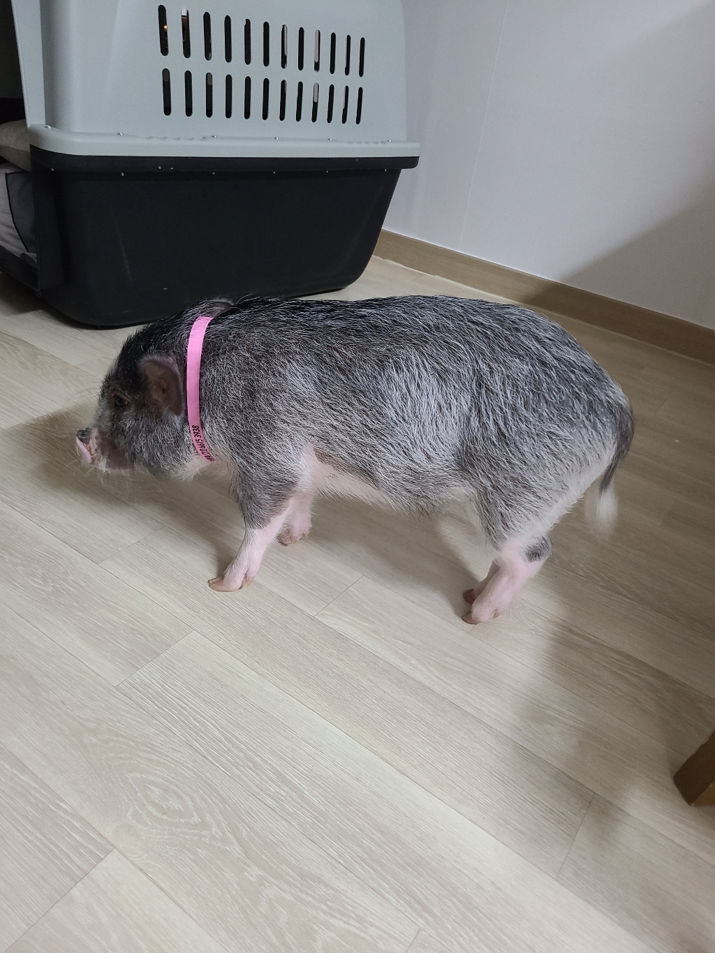 리이리이 강아지 목걸이 이름 연락처 각인 이름표