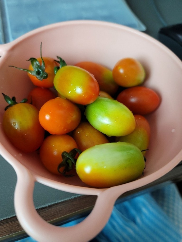 스테비아 방울토마토 * 리뷰후기