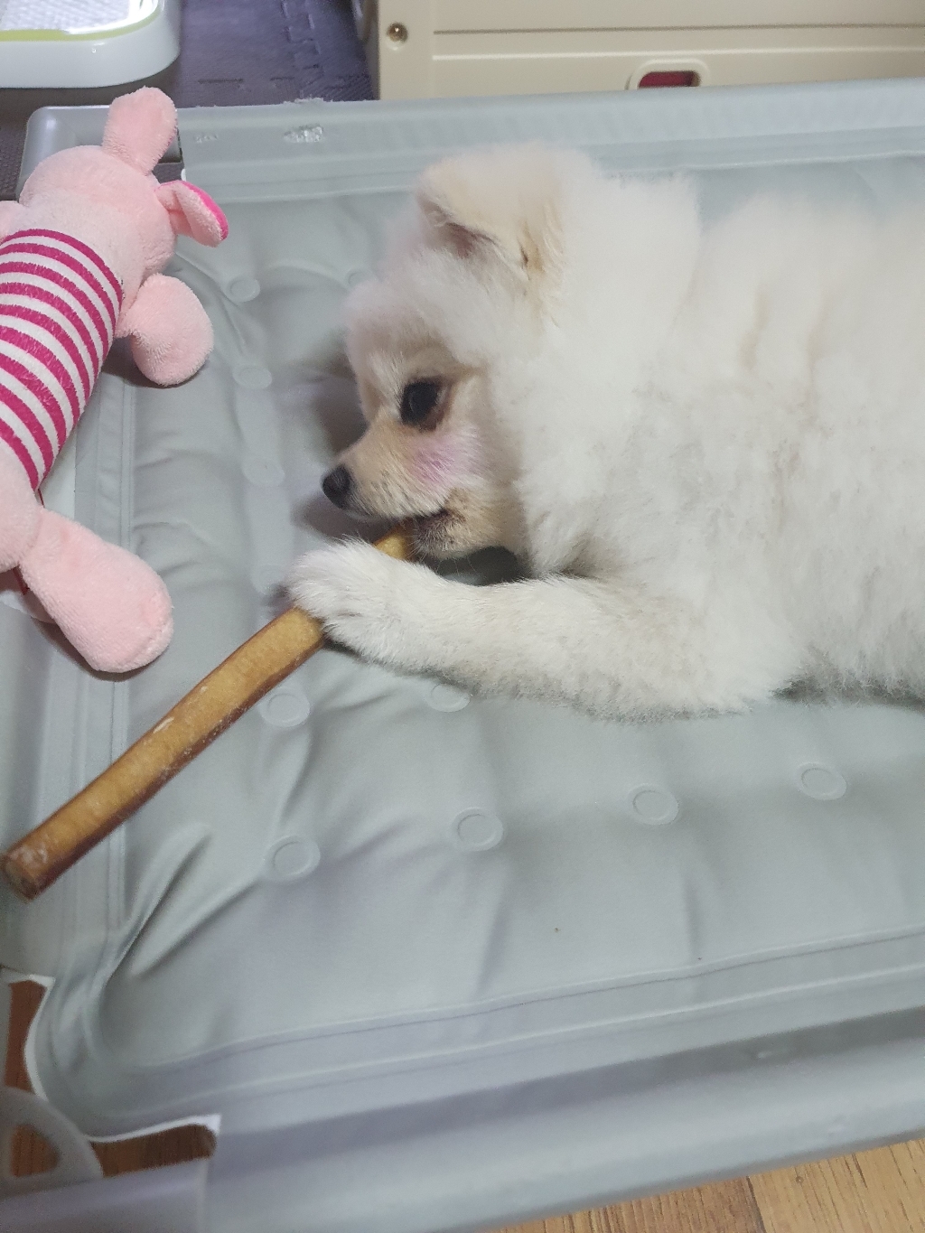 우스틱 애견 수제 간식 한우 소고기 육포 강아지 소형견 대형견 반려견 오래먹는 개 껌