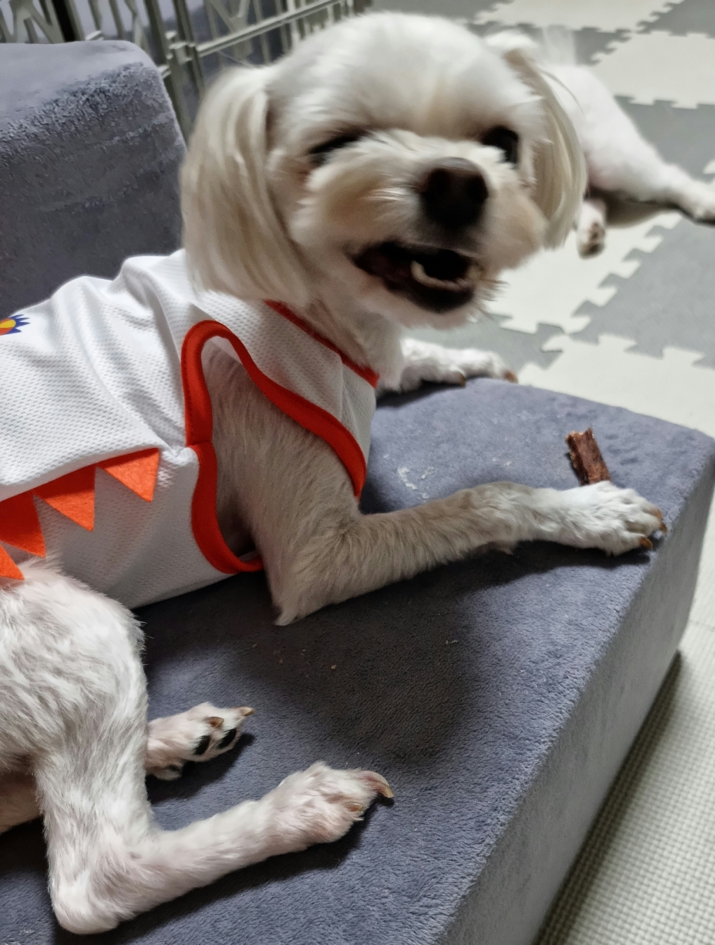오리 북어 말이 애견 수제 간식 강아지 개 껌 리뷰후기