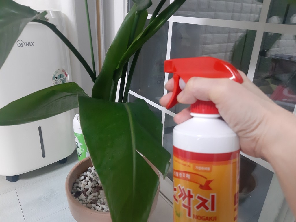 흰솜 깍지 벌레 뿌리파리 다육이 장미 화분 화초 진드기 진딧물 식물 응애 개미 나방 약 제거 퇴치 해충제 해충 약 날파리 초파리 스프레이 리뷰 후기