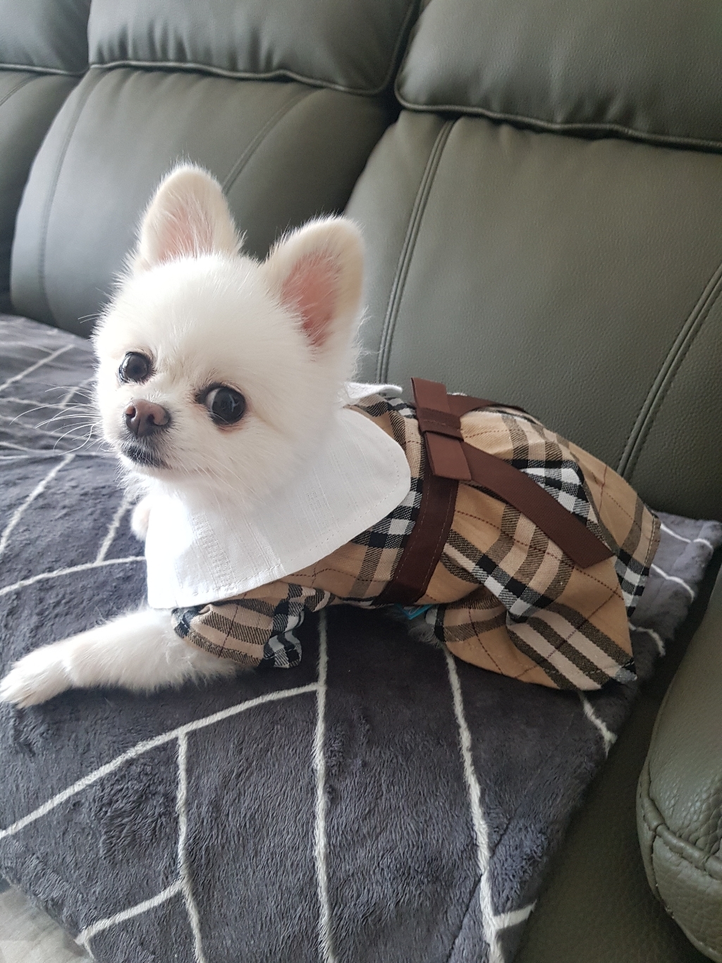 마이바우 체크리본 원피스 강아지옷 고양이옷 리뷰후기