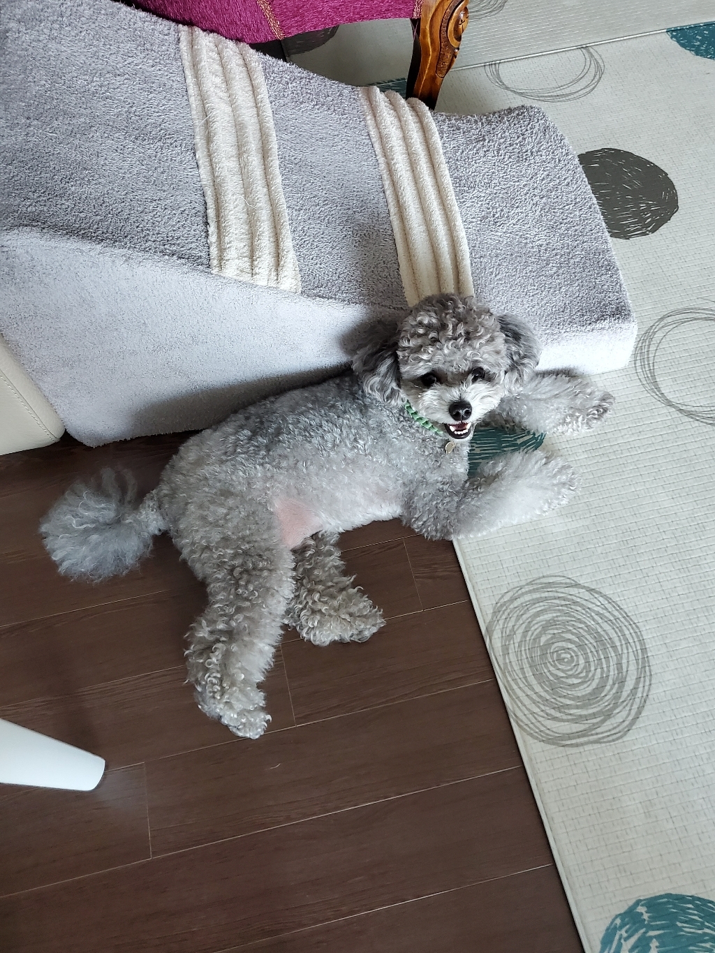 레드퍼피 프리미엄 노견 전용 펫스텝