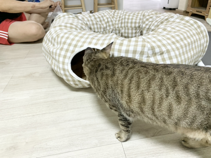 행운이네 고양이 터널하우스 폼폼볼