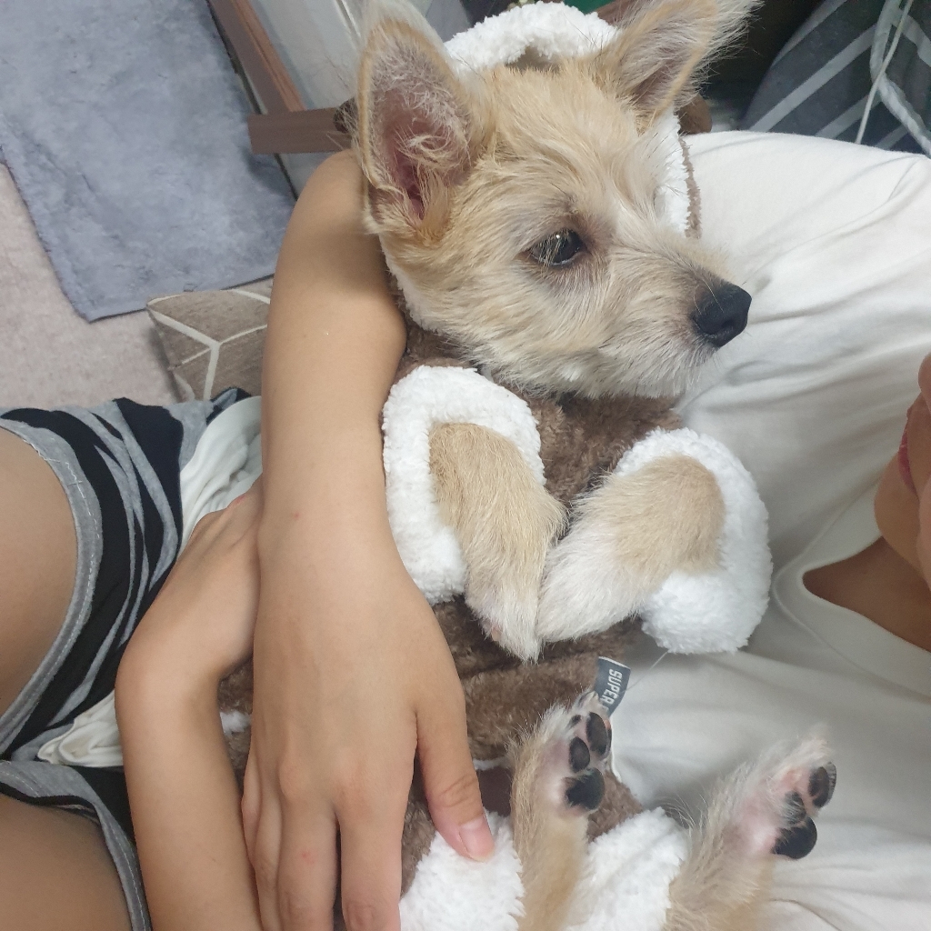 도그아이 강아지옷 뿔사슴 올인원