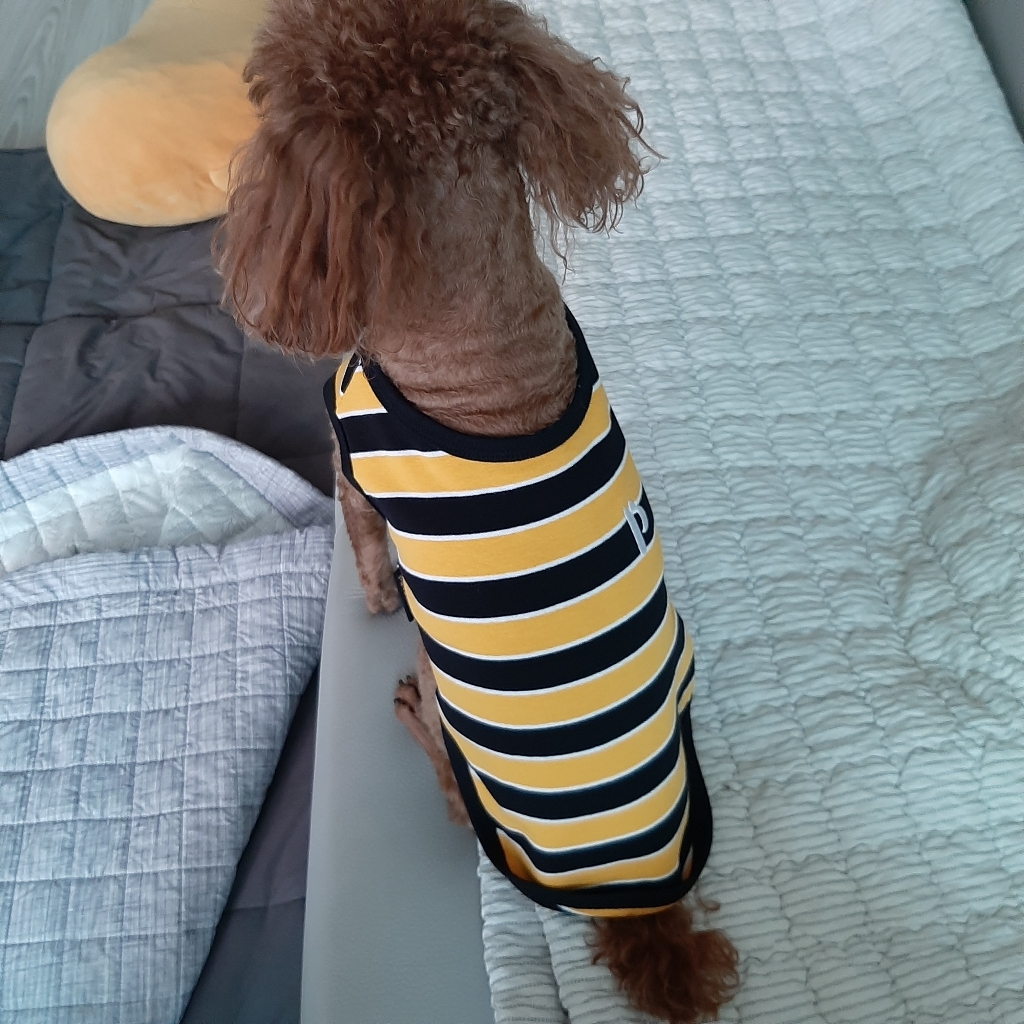 펫츠랜드 단가라 봉봉 민소매 티셔츠