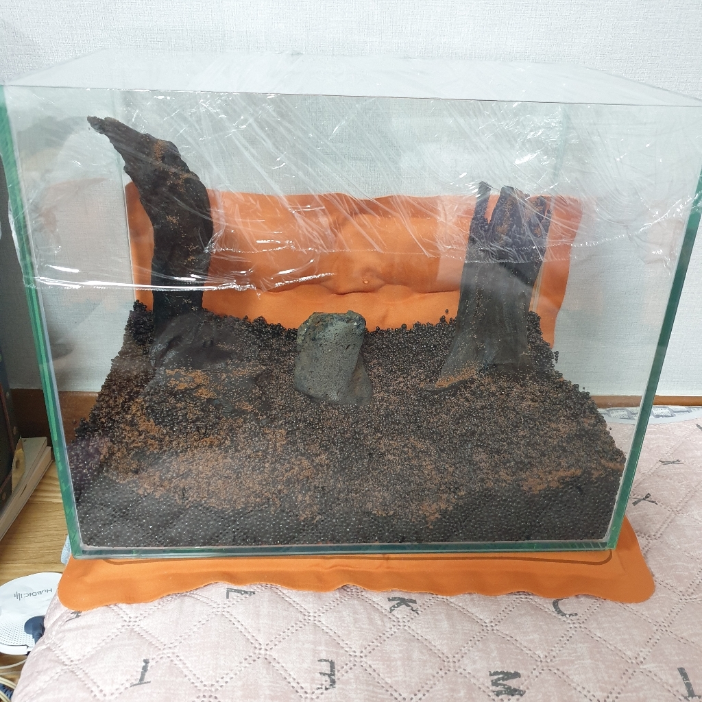 안핑크 씨앗수초