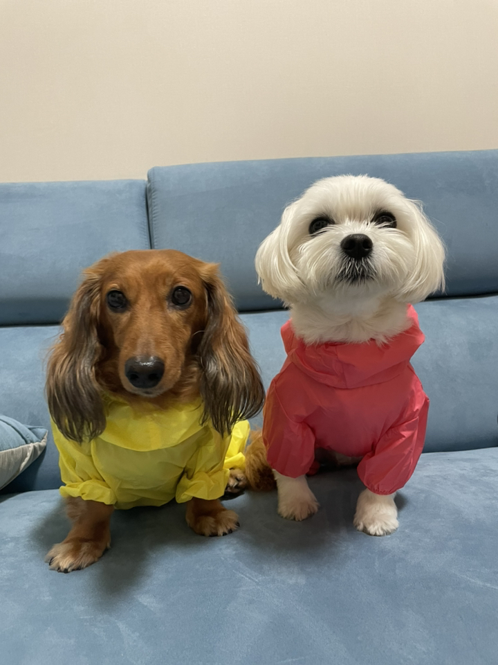 올치 강아지 바람막이 우비 파우치 R6274