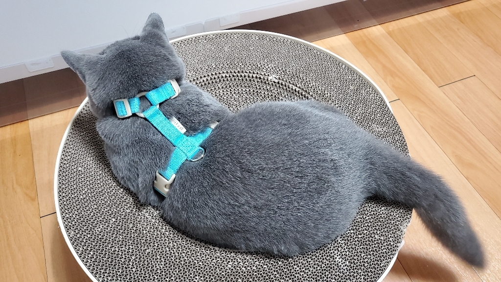 힛찌 목버클 강아지 하네스