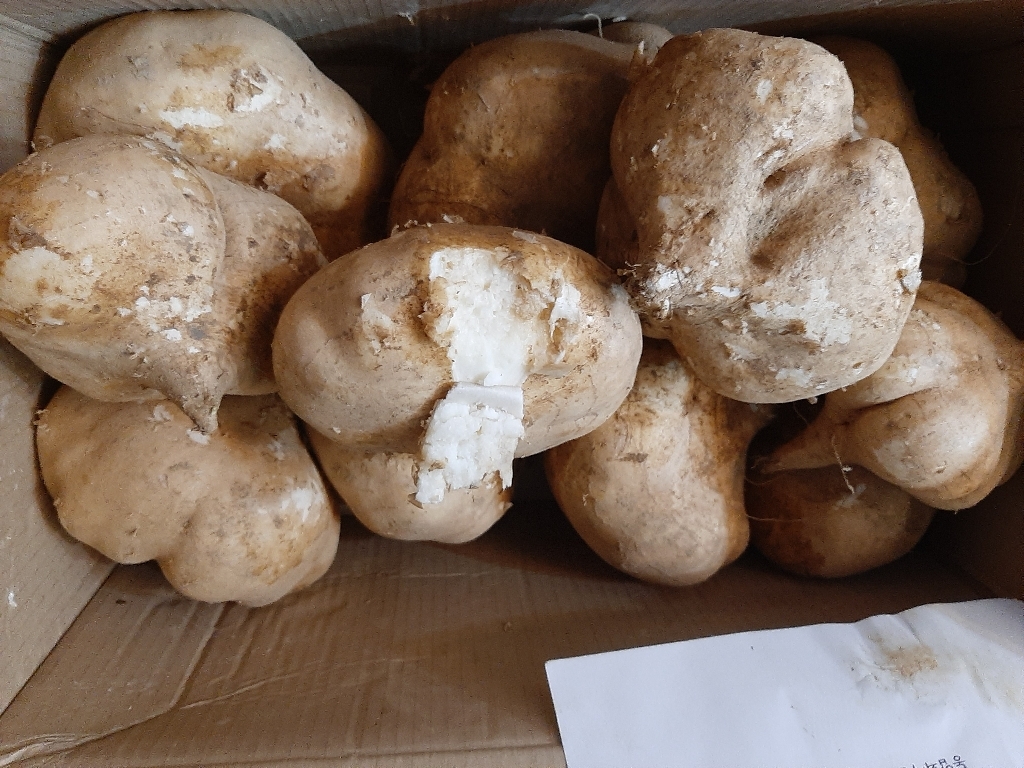 유기농 무농약 멕시코감자 히카마 국내산 산지직송 얌빈 JICAMA 생 슈퍼푸드 다이어트 혈당개선 당뇨개선 리뷰후기