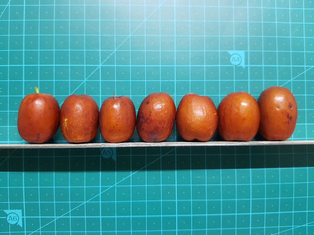 보은 생 대추 아삭 달콤한 햇 생대추 리뷰후기
