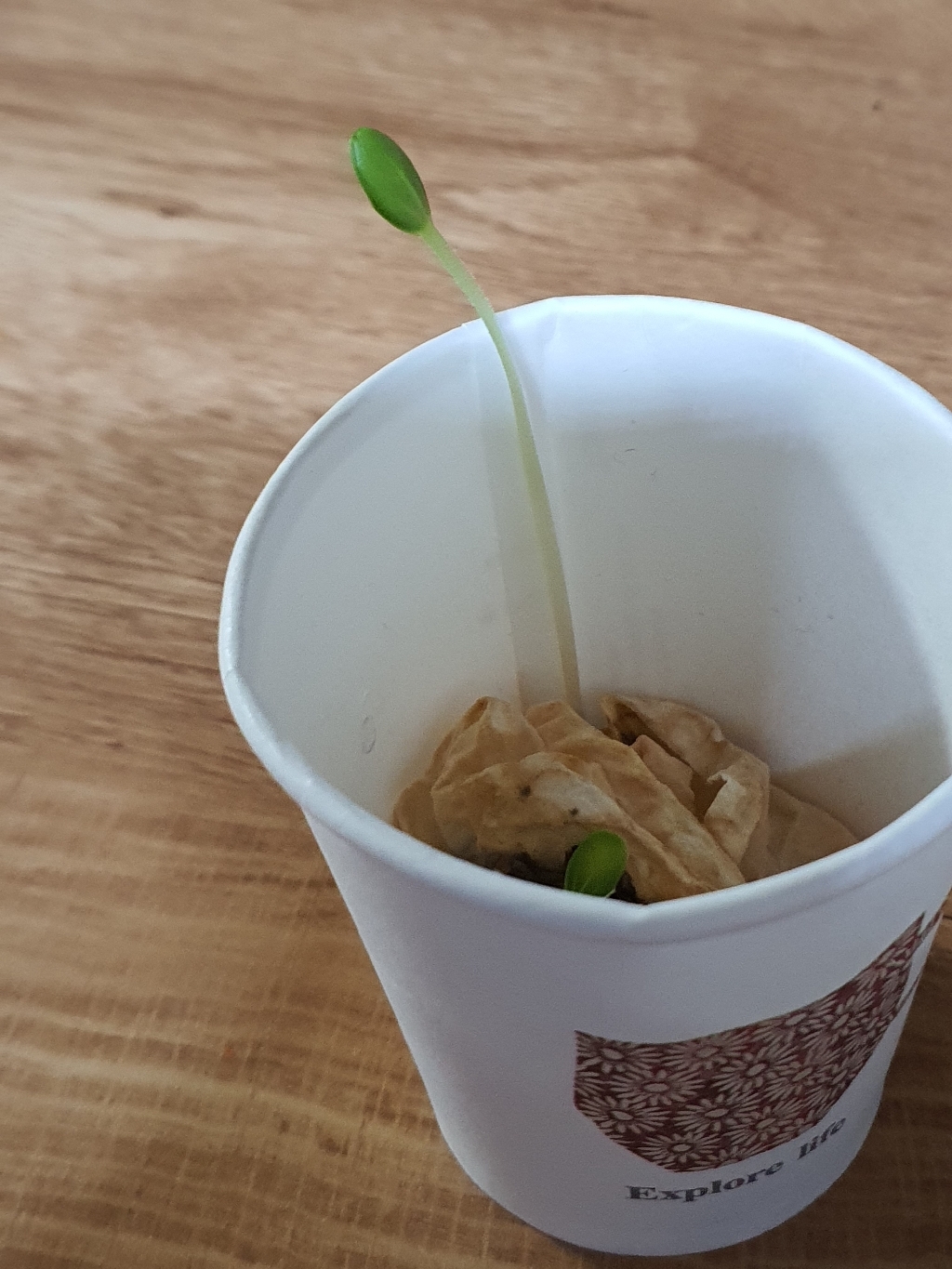 최신 최고품질 골든시티 NEW 친환경 분갈이흙 35리터 새로운 상토 용토 배양토 영양토 화분갈이 화초흙 분갈이용 대용량 소용량