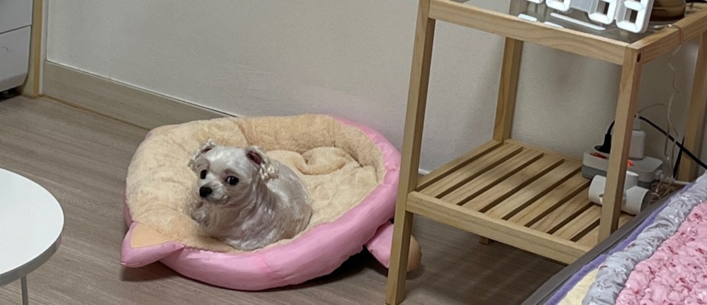 웰럽 프리미엄 보들보들 우주선 강아지 방석 반려동물 쿠션 애견 방석