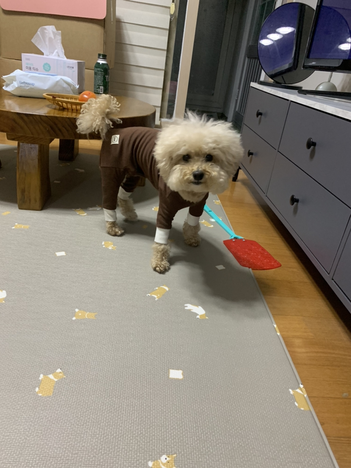 매그독 강아지 루이스 올인원