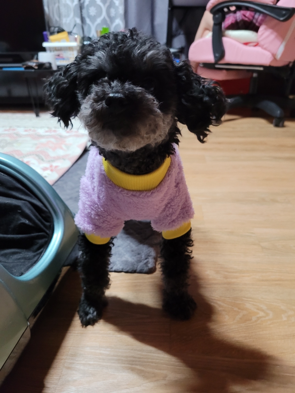 코코스튜디오 강아지옷 고양이 플리스 파스텔 티셔츠