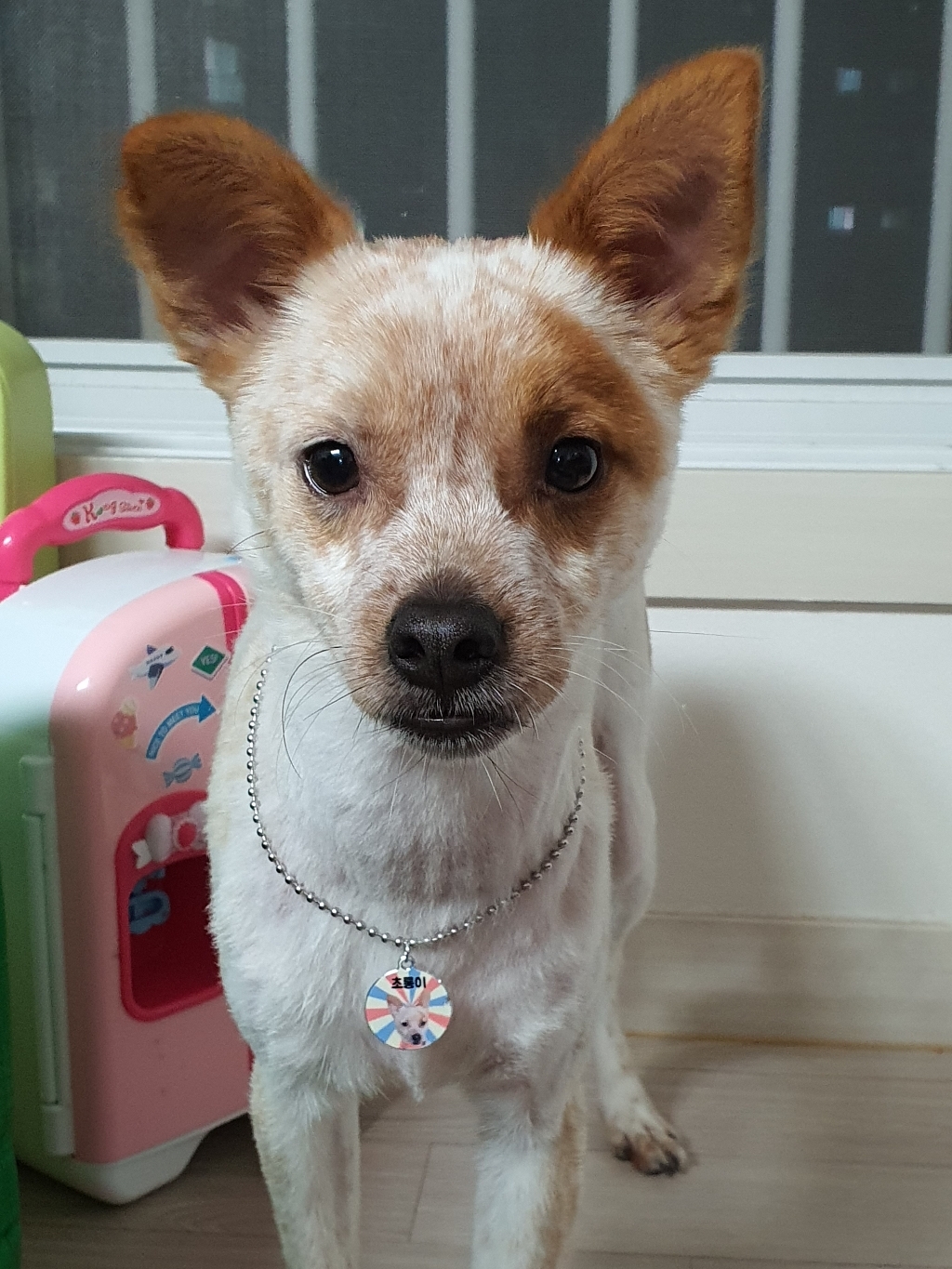 포토 사진 강아지 고양이 인식표 이름표 반려동물 목걸이 리뷰후기