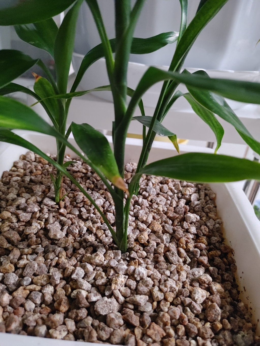 마이플랜트 세척마사토