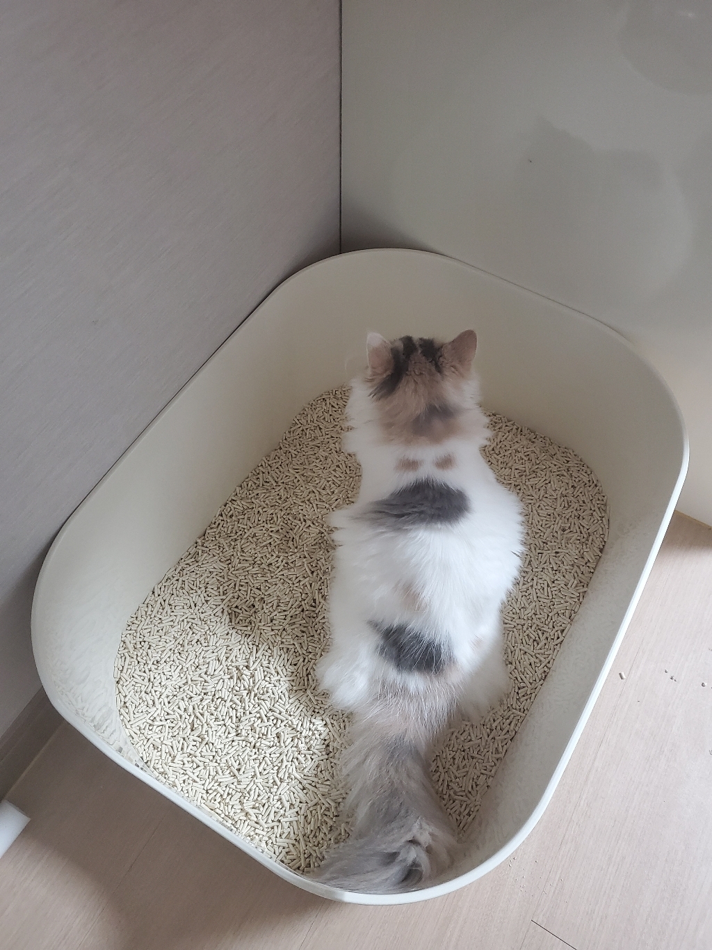 강집사 건강집사 고양이 화장실