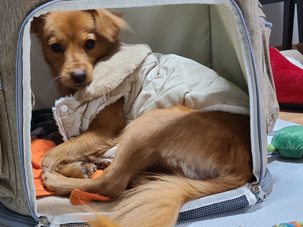 코코스튜디오 예쁜 강아지옷 고양이 패딩 기모 조끼