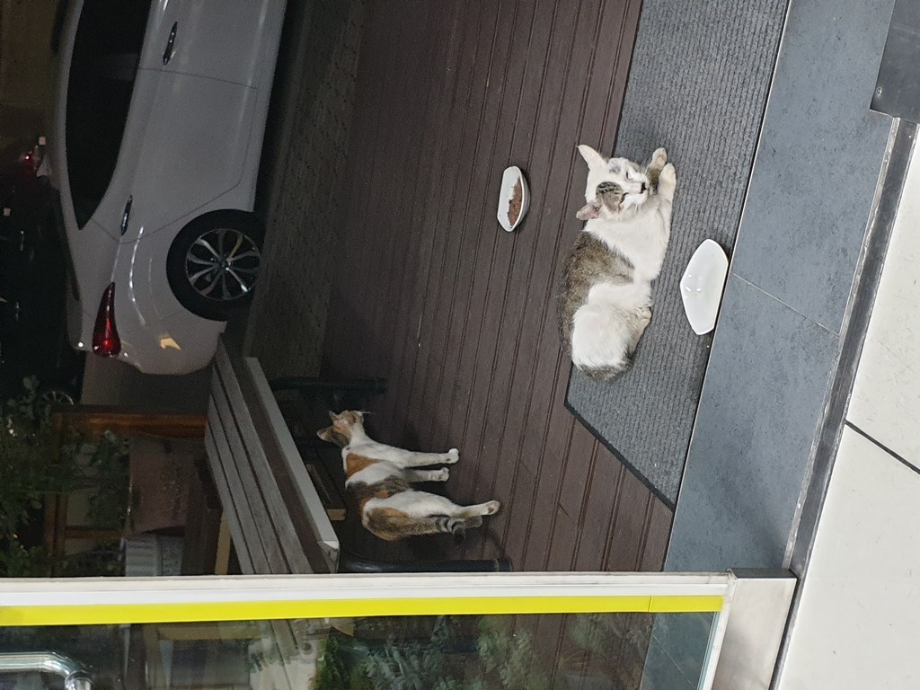 위스카스 고양이주식 파우치