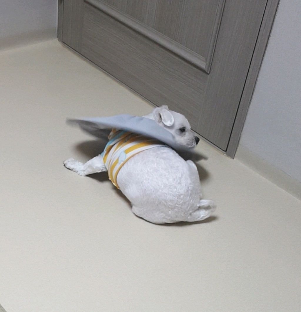 펫인뷰티 반려동물 제로 넥카라 그레이