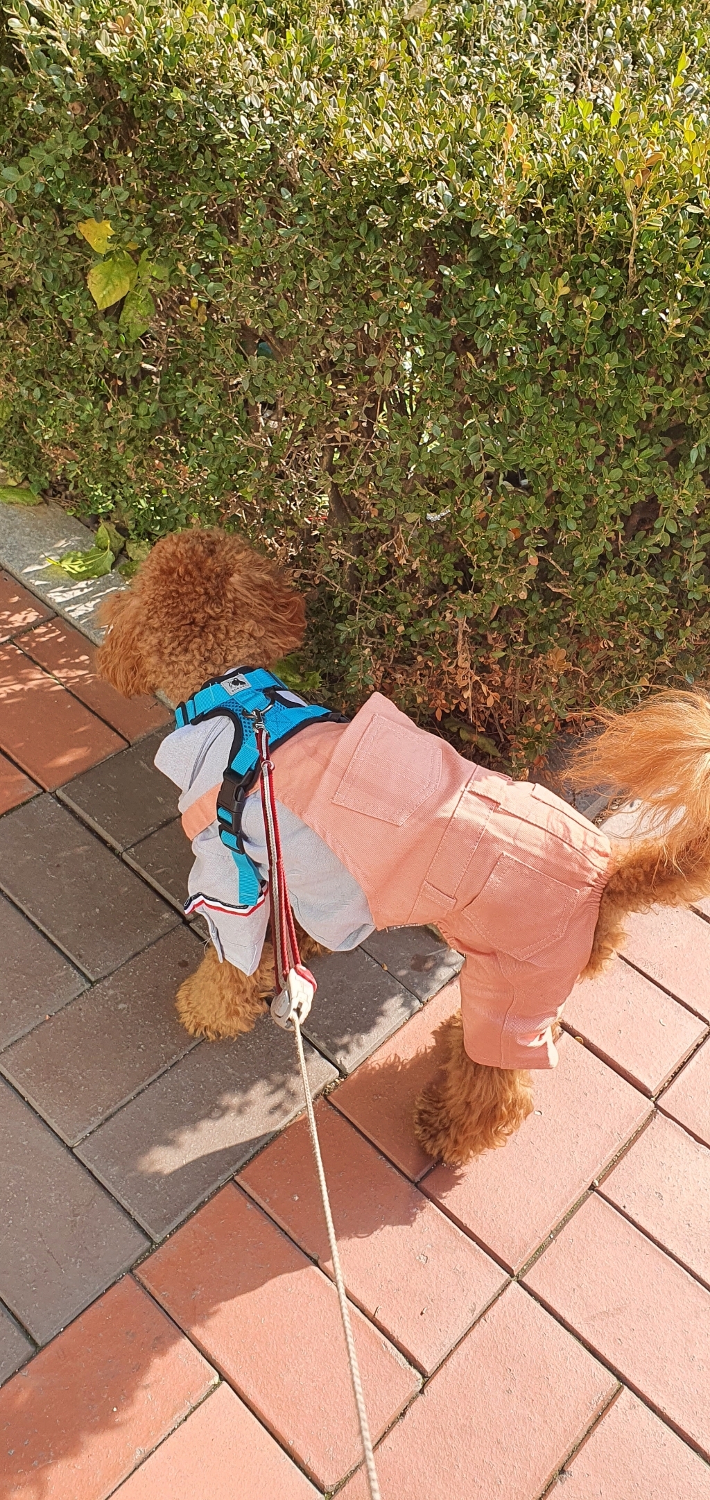 홈앤굿 반려동물 야광 소프트 하네스