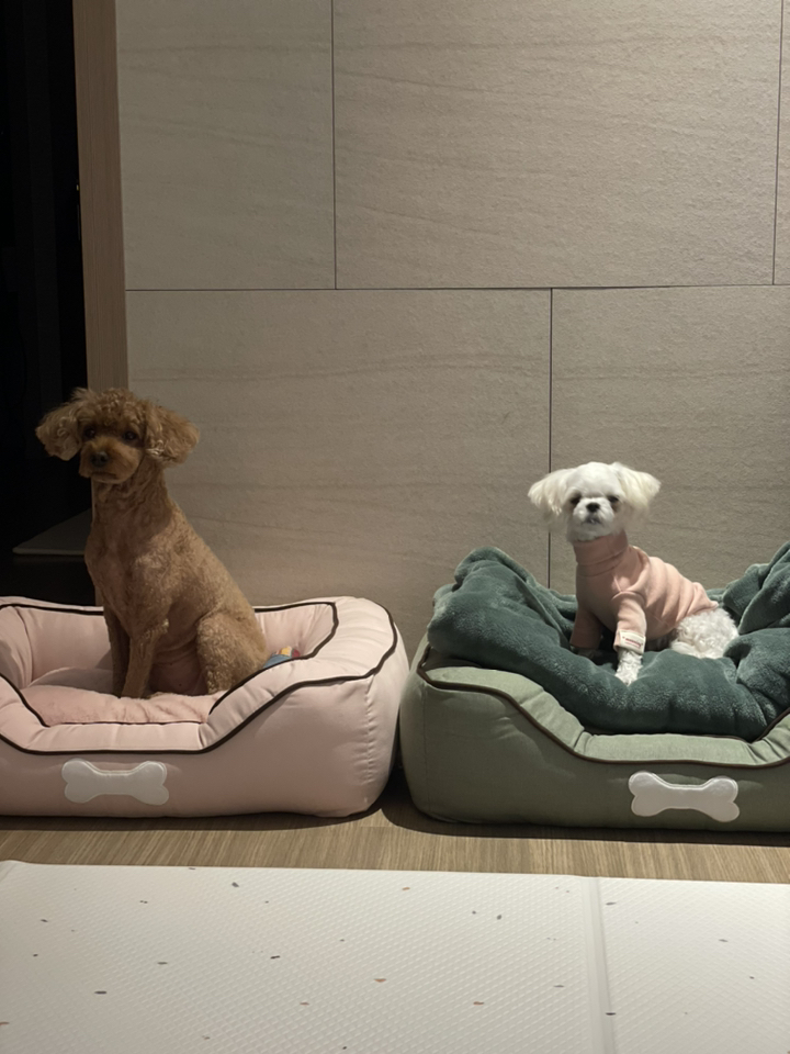 아페토 반려견 코튼 사각방석