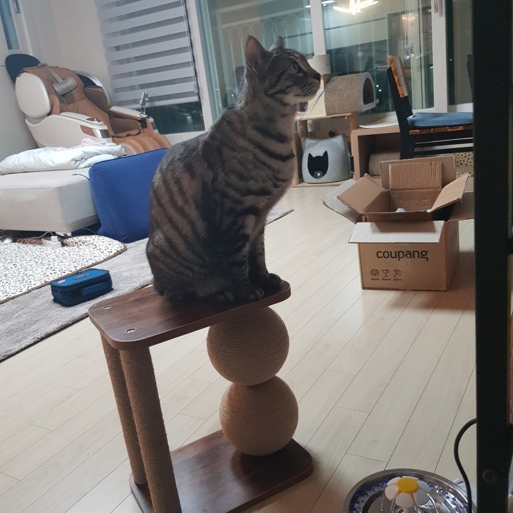 요기쏘 고양이 돌돌이 기둥 스크래쳐