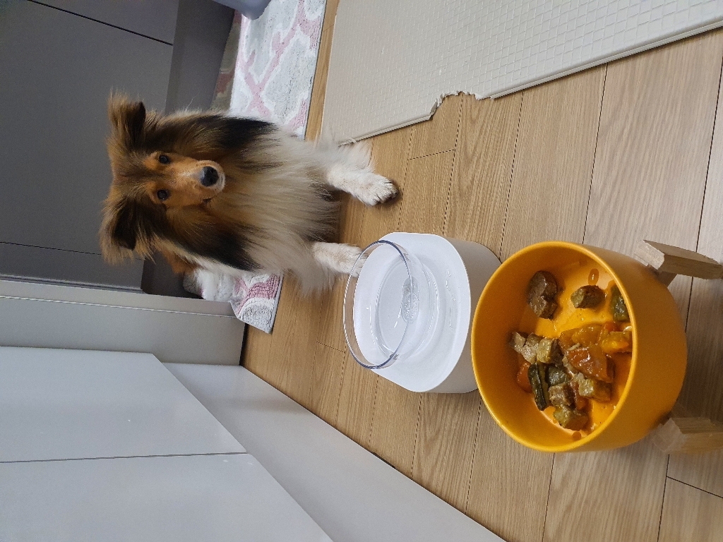 오아오 강아지 습식사료 수제간식 4개 골라담기