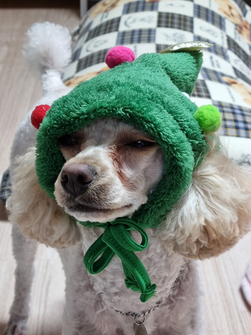 큐샵 귀여운 크리스마스 강아지 케이프 모자 강아지옷