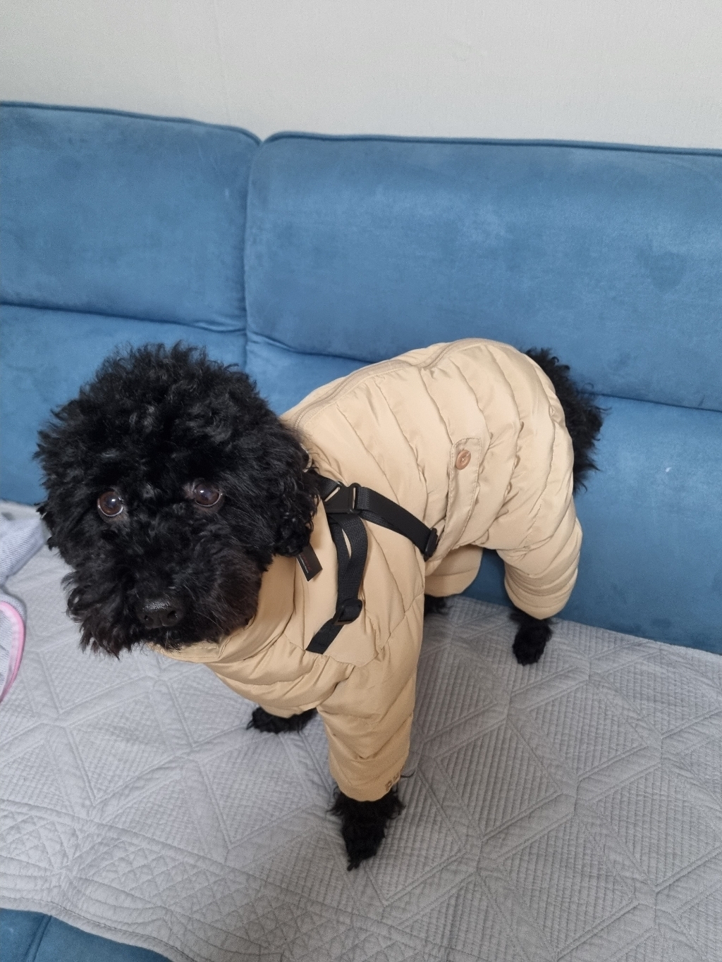퍼피아 강아지 고양이 소프트 패딩 하네스 올인원 점퍼