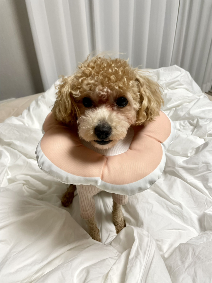 리스펫 반려동물 꽃개꽃냥 넥카라 핑크