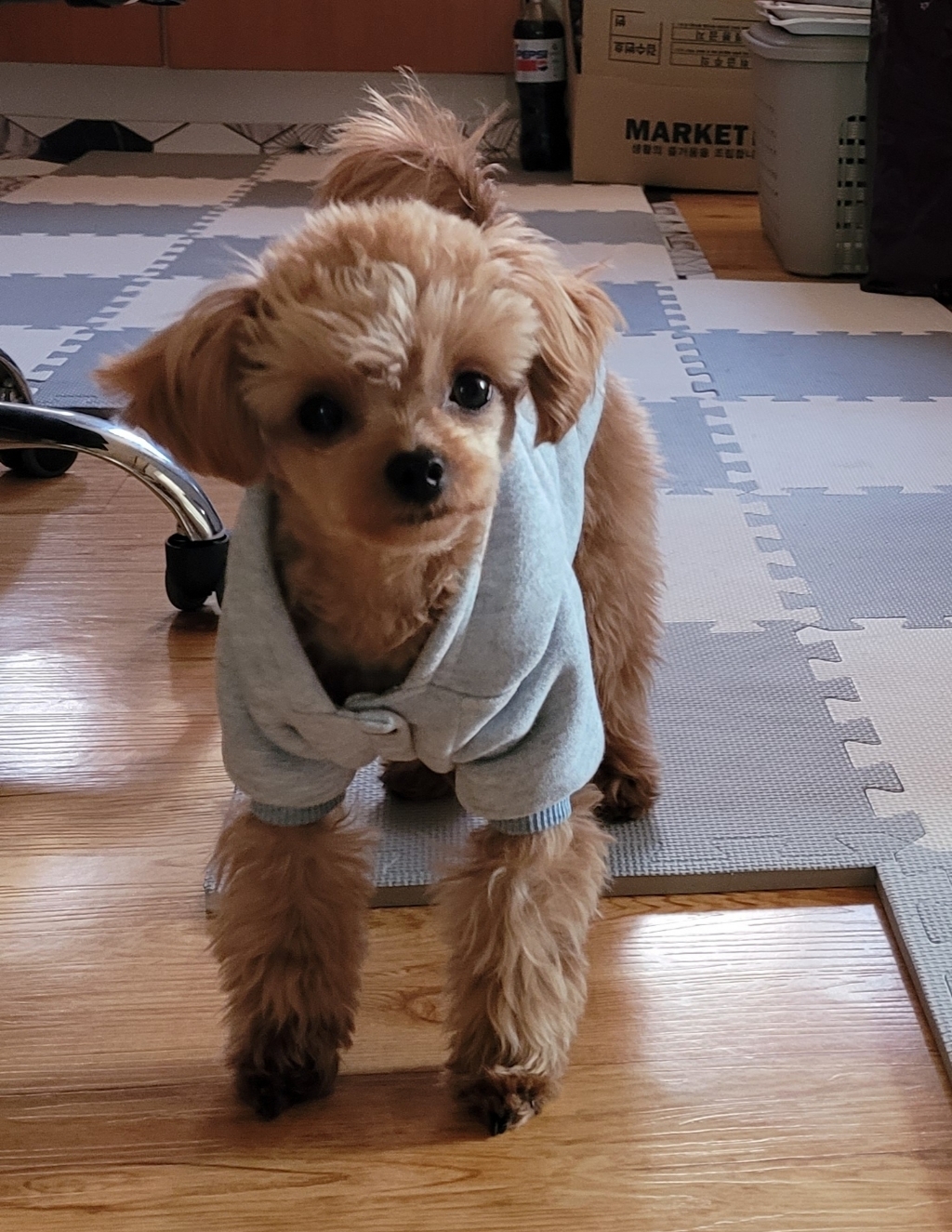 펫츠랜드 데일리 기모 후드 강아지 점퍼